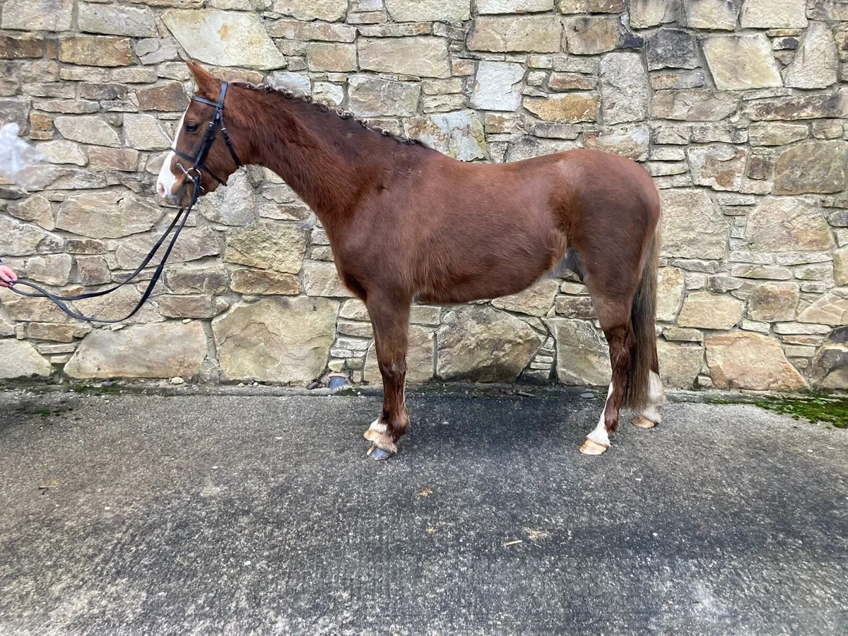 Part bred Welsh Pony - Image 1