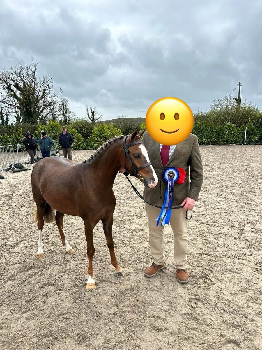 Part bred Welsh Pony - Image 2