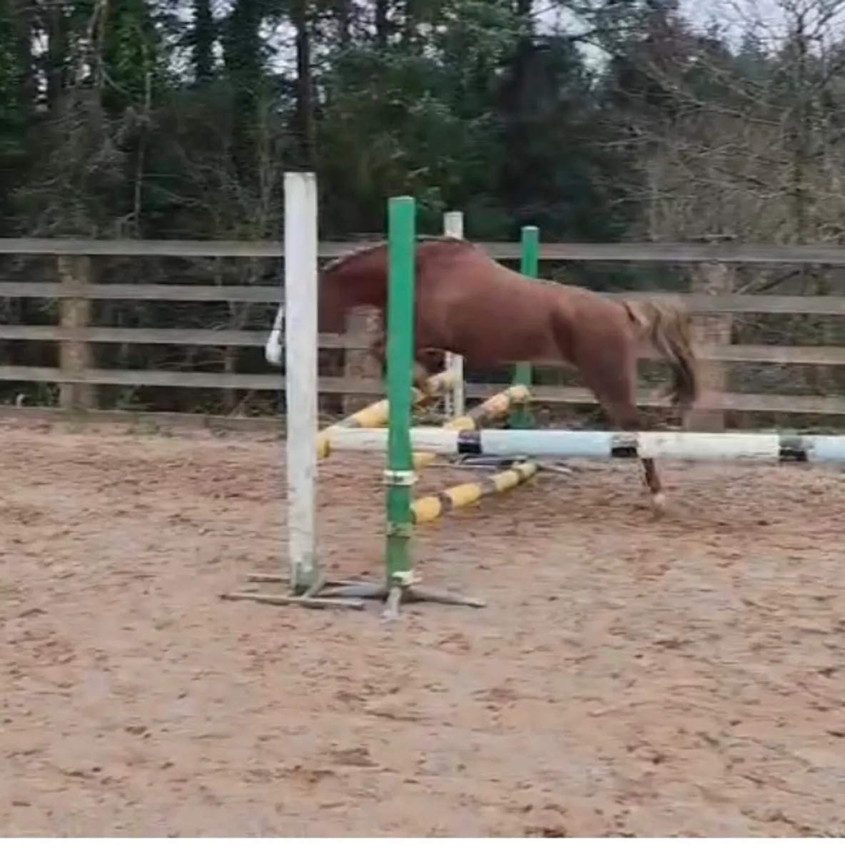 Part bred Welsh Pony - Image 3