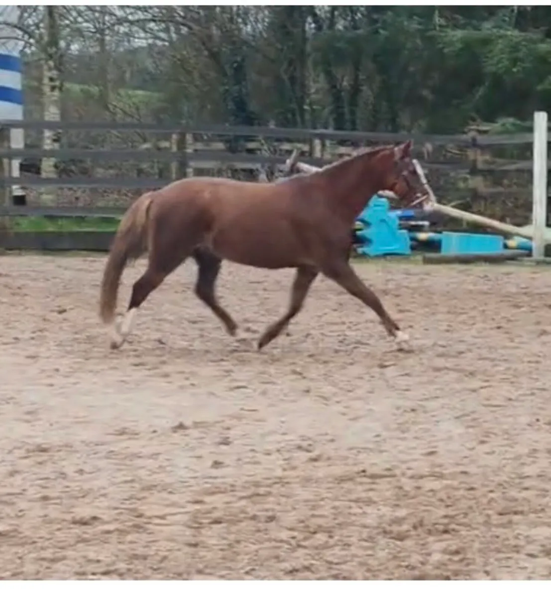 Part bred Welsh Pony - Image 4