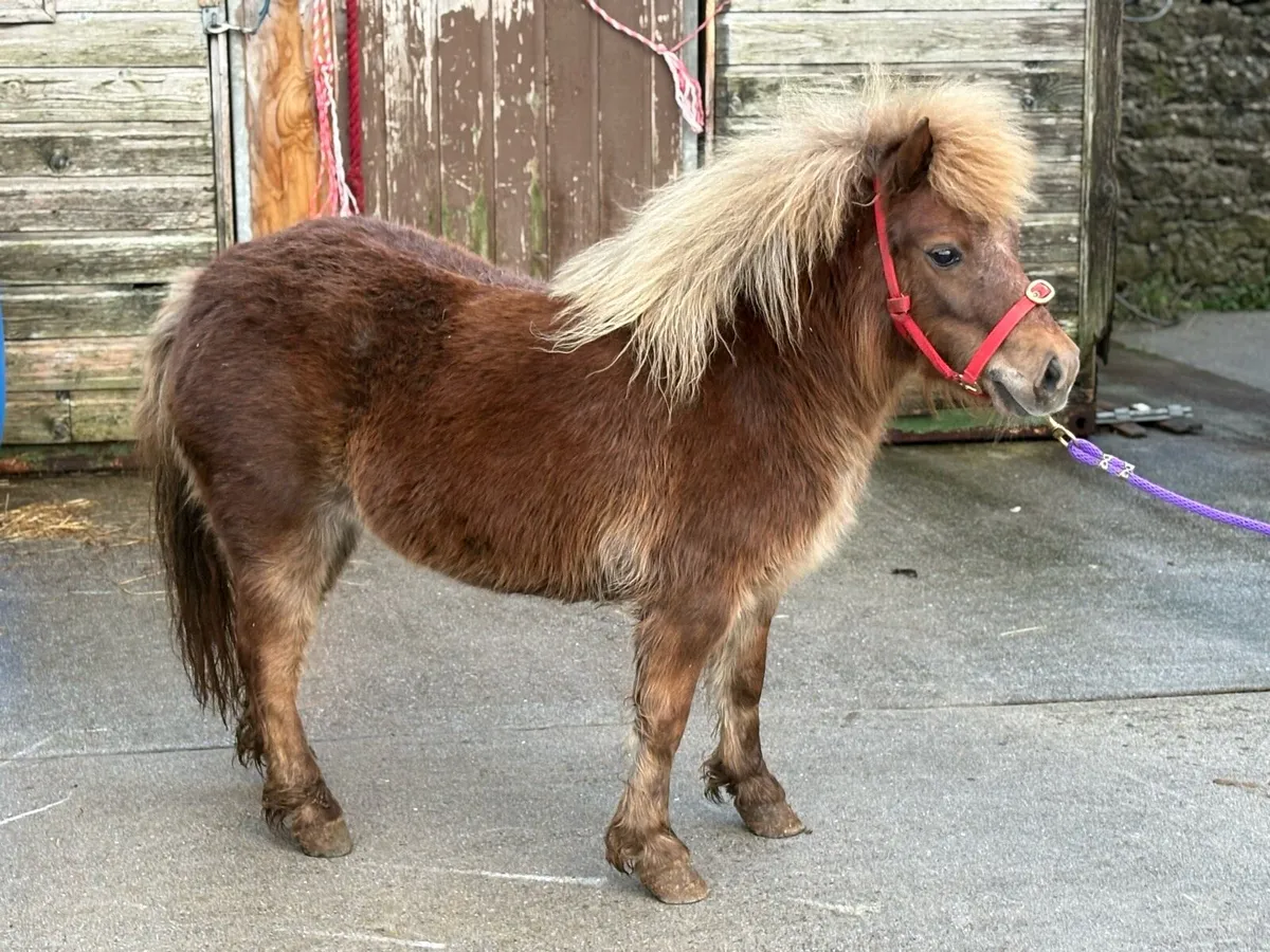 Little miniature mare pony for sale - Image 1