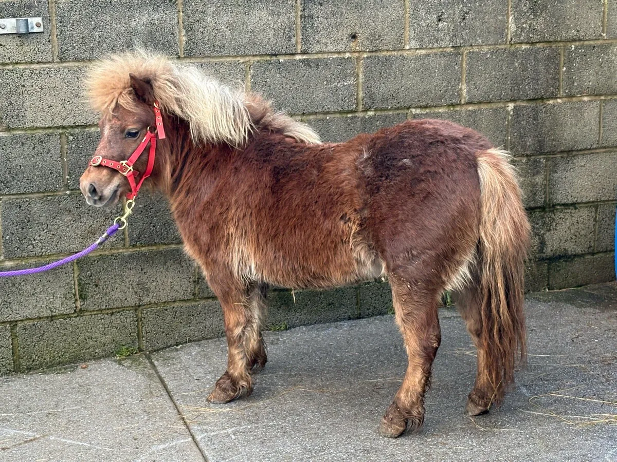 Little miniature mare pony for sale - Image 2