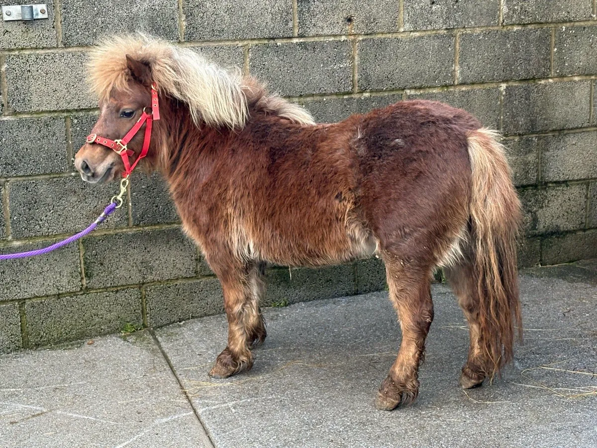 Little miniature mare pony for sale - Image 3
