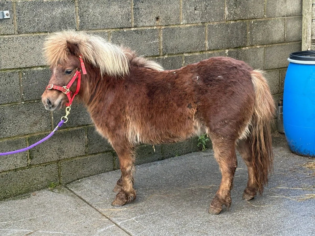 Little miniature mare pony for sale - Image 4