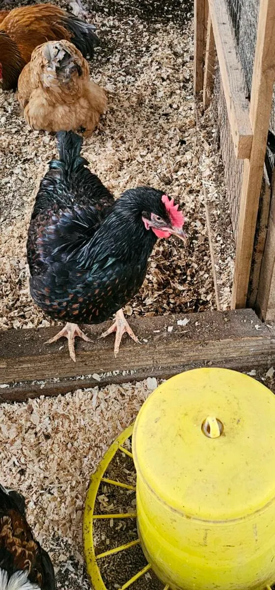 Gold barnevelder Roosters - Image 1