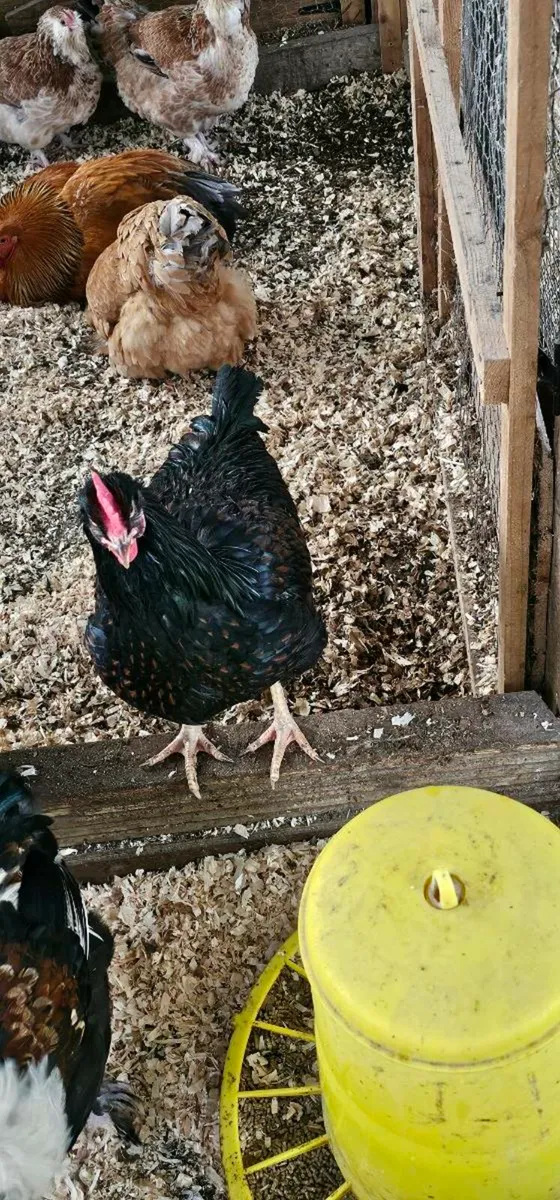 Gold barnevelder Roosters - Image 3