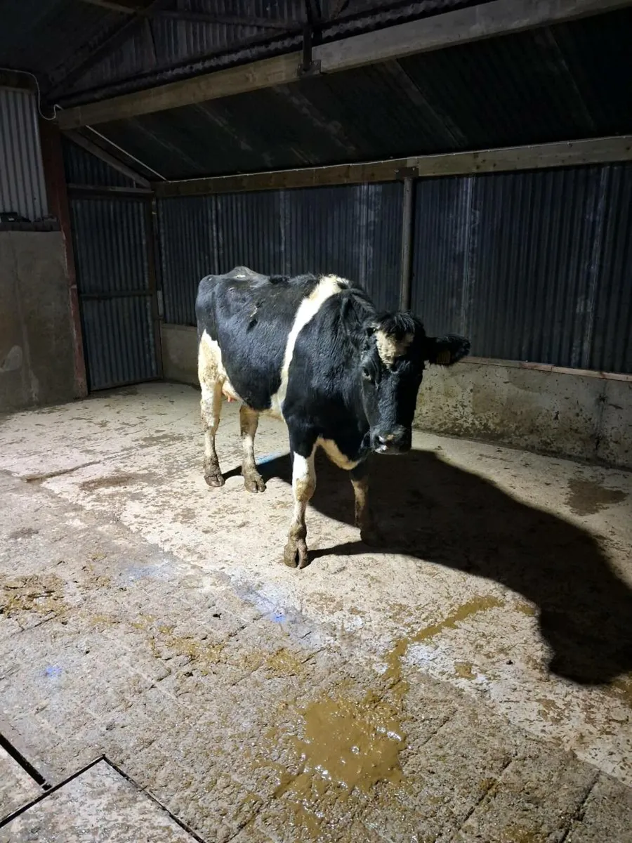 3 spin heifer - Image 1