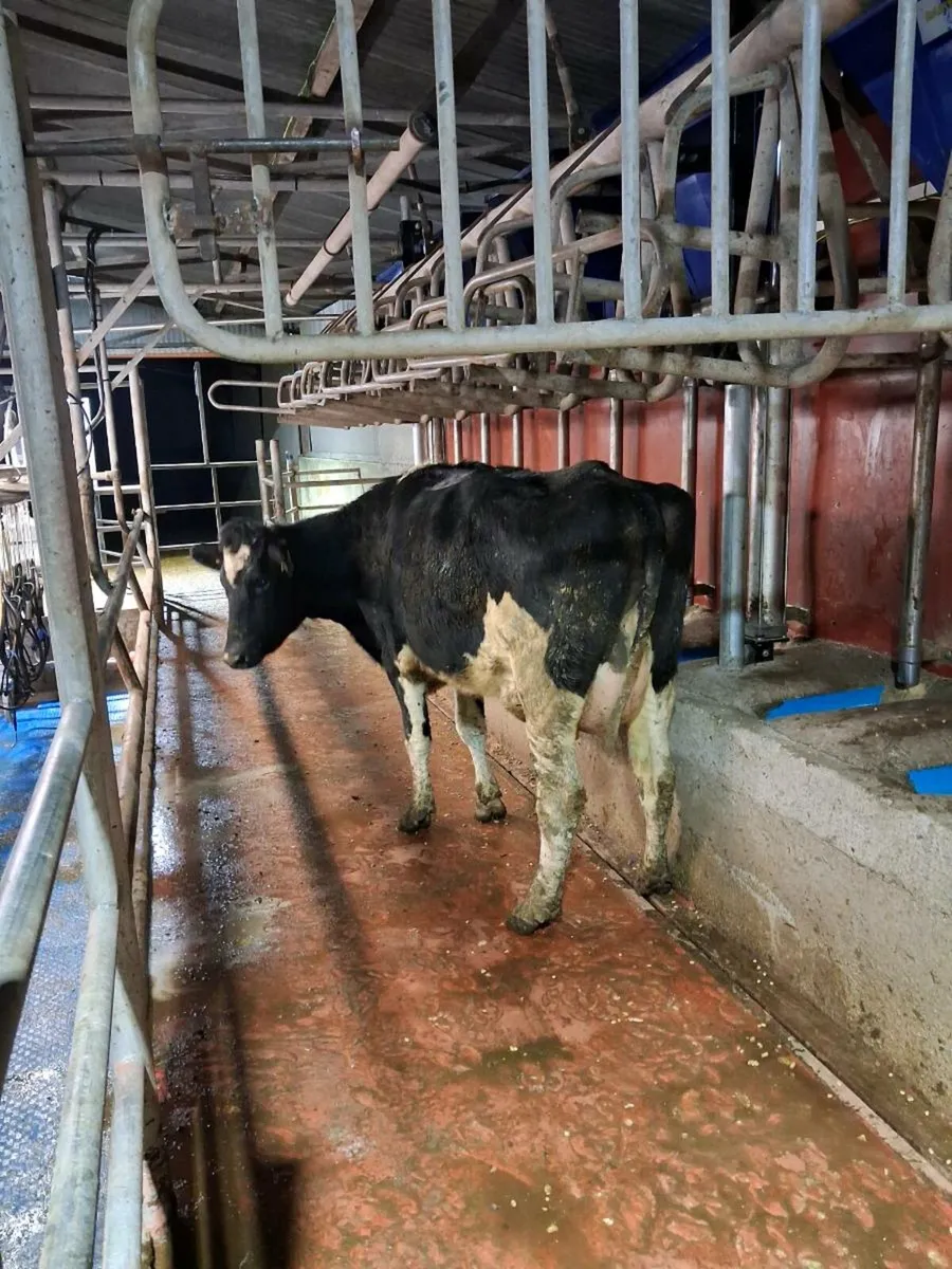 3 spin heifer - Image 3