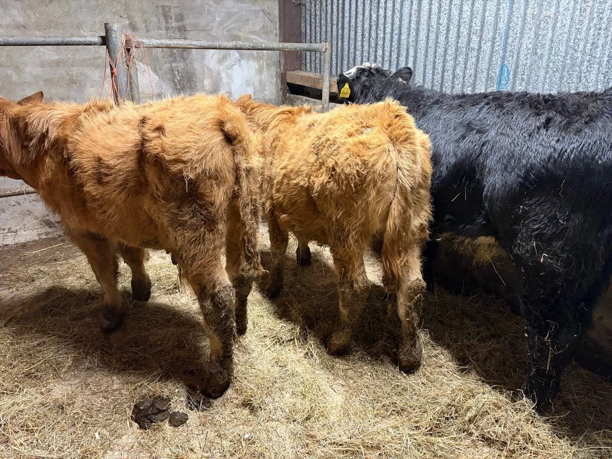 3 Suckler Breed Bull Weanlings For Sale - Image 3