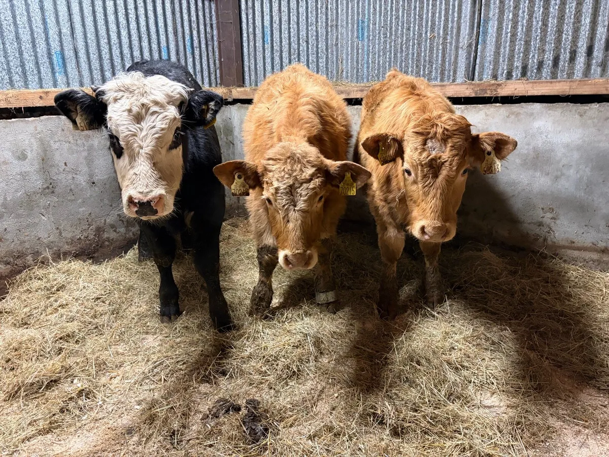 3 Suckler Breed Bull Weanlings For Sale - Image 4