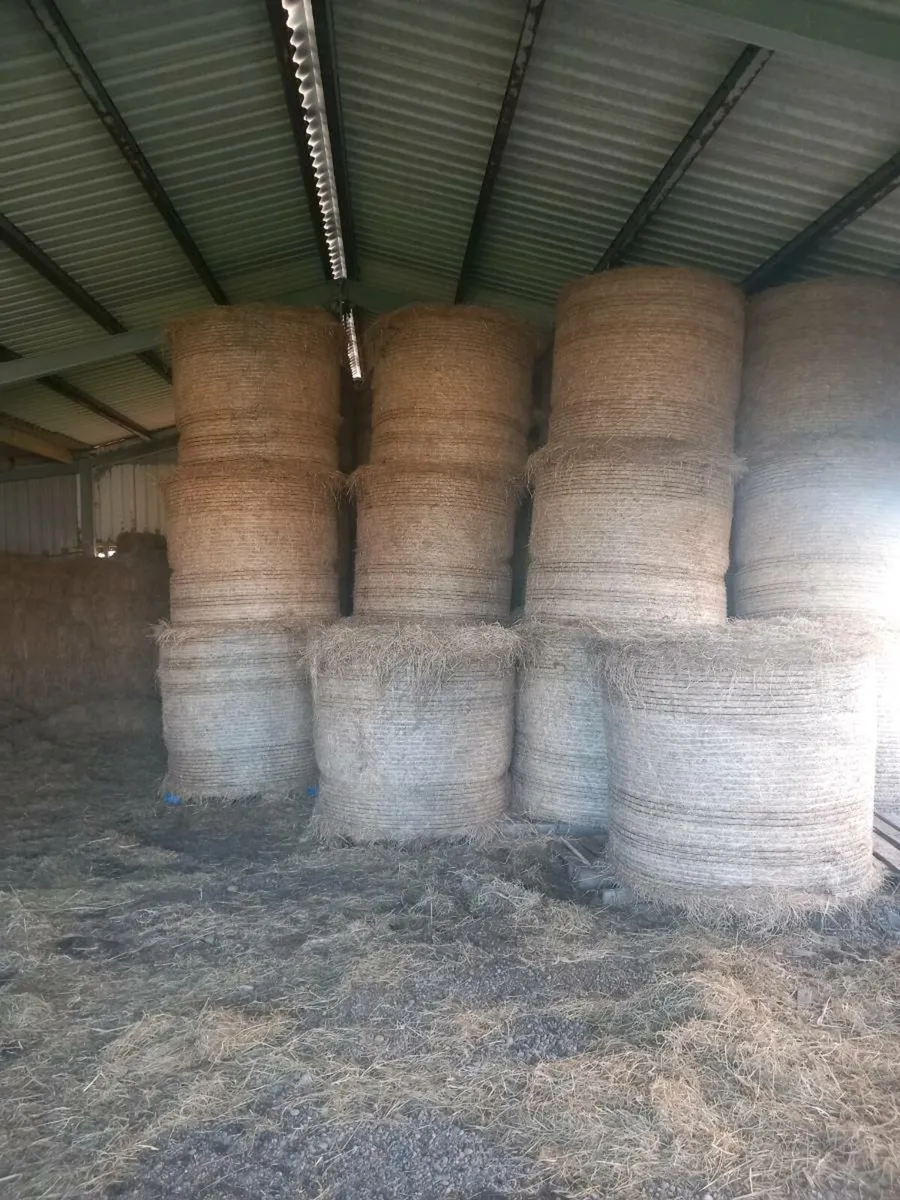 Hay - Image 2