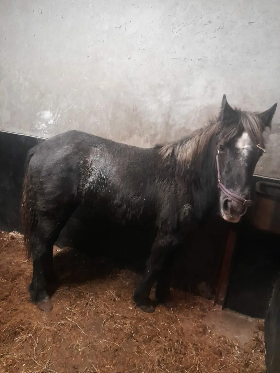 2 year old connemara filly - Image 4