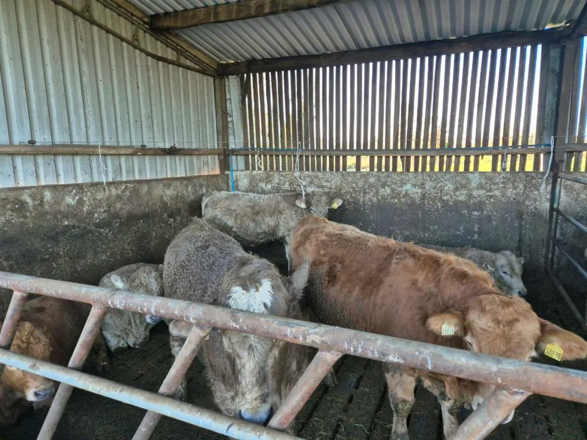 Beef Bulls - Image 2