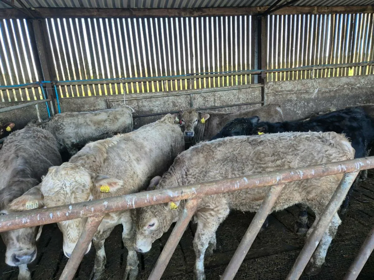 Beef Bulls - Image 3