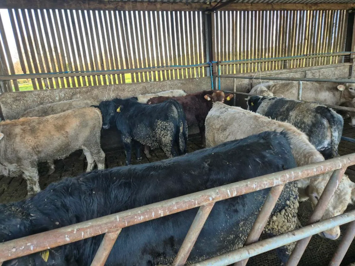 Beef Bulls - Image 4