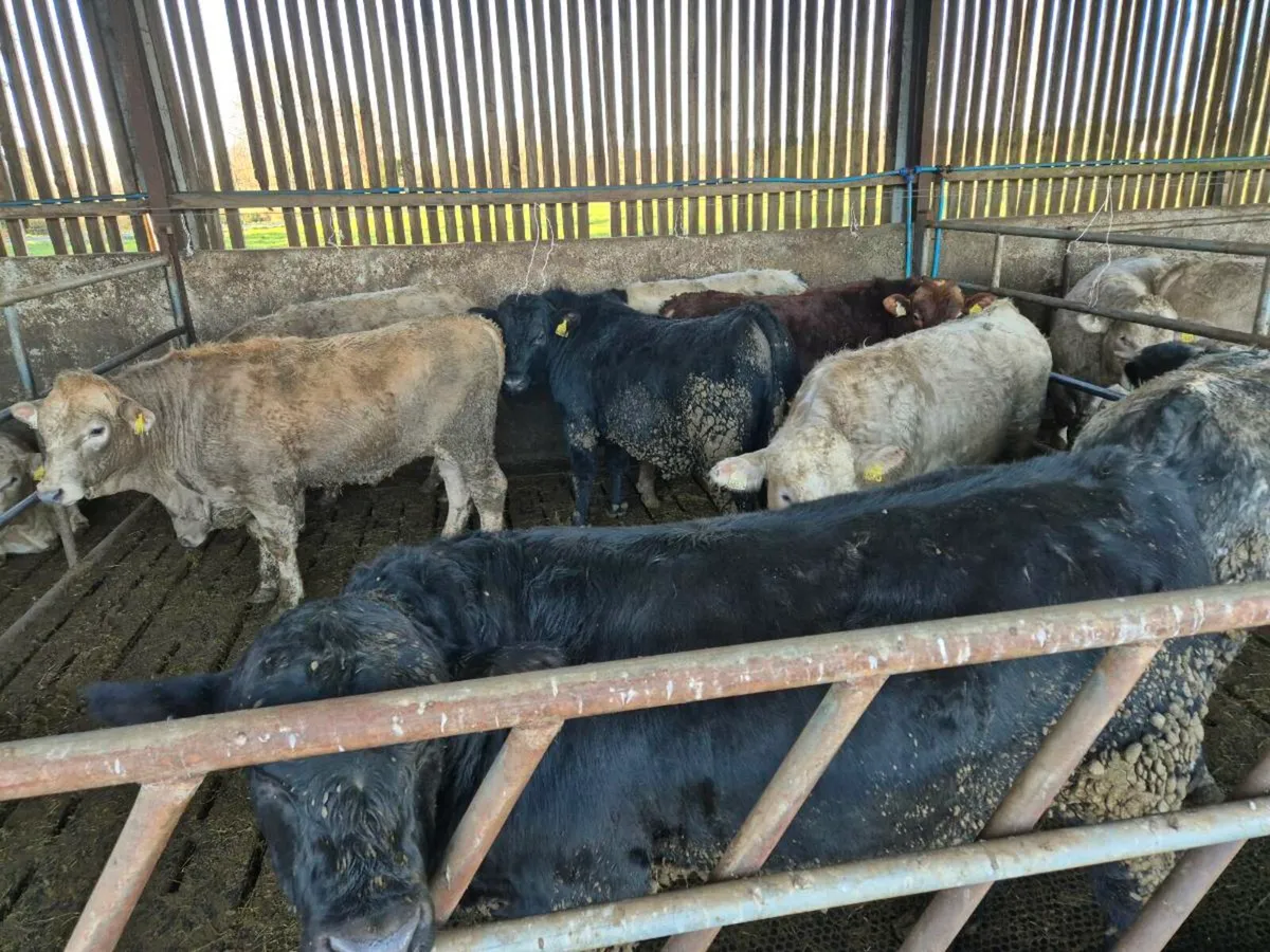 Beef Bulls - Image 1