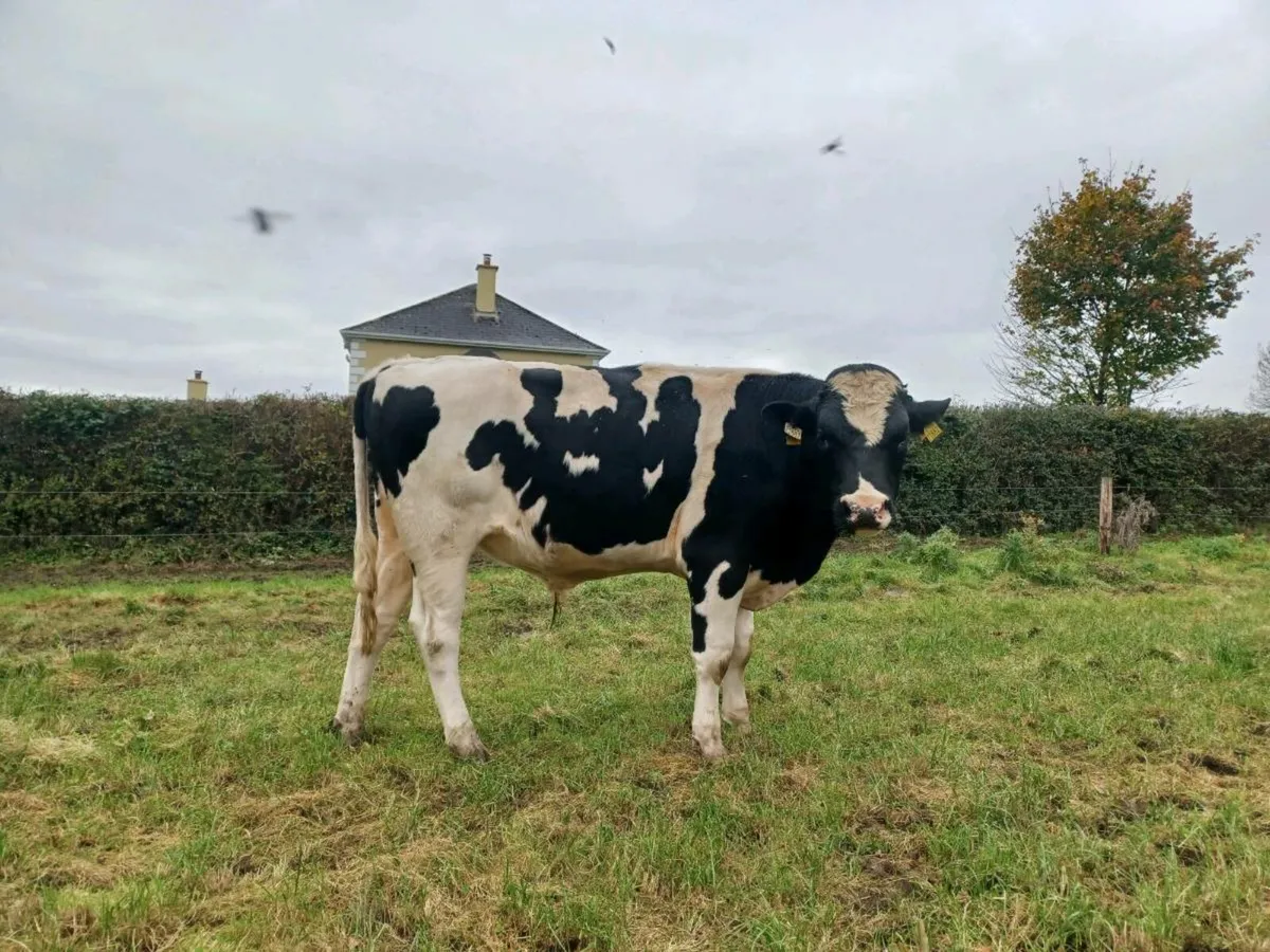 Friesian Bull - Image 1