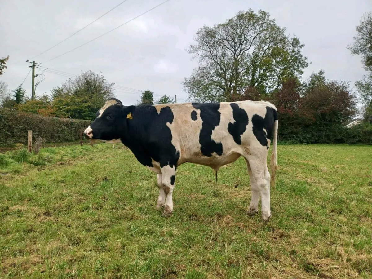 Friesian Bull - Image 2