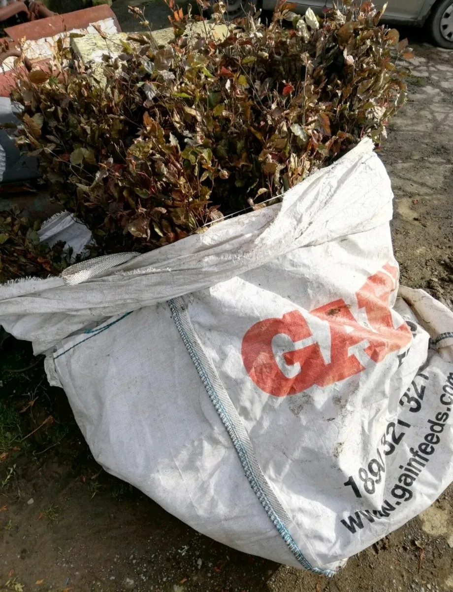 Copper Beech Hedging - Image 4