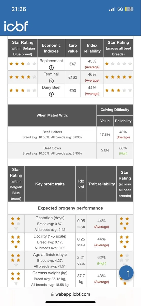 Pedigree Belgian Blue Bull - Image 2