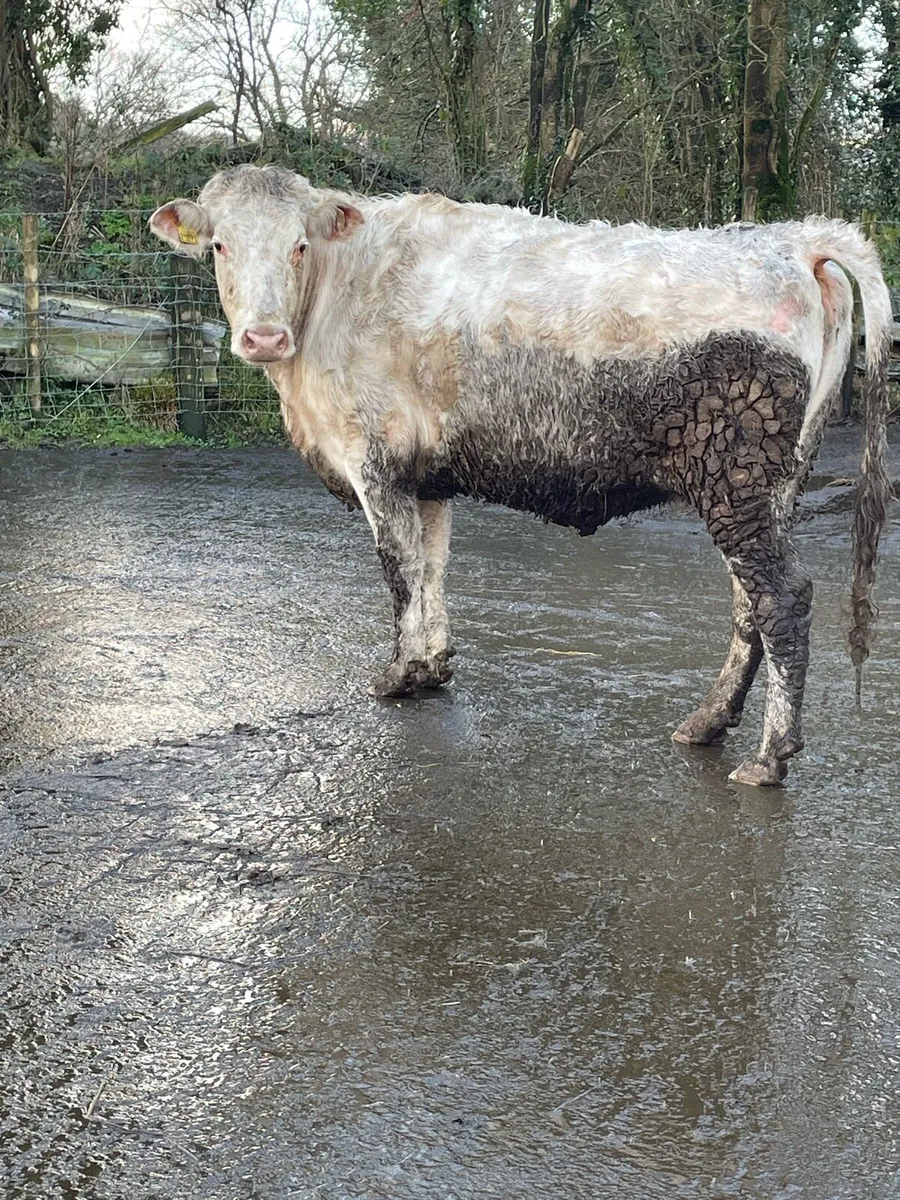 Shorthorn Incalf heifer Incalf to ai wagyu bull - Image 2