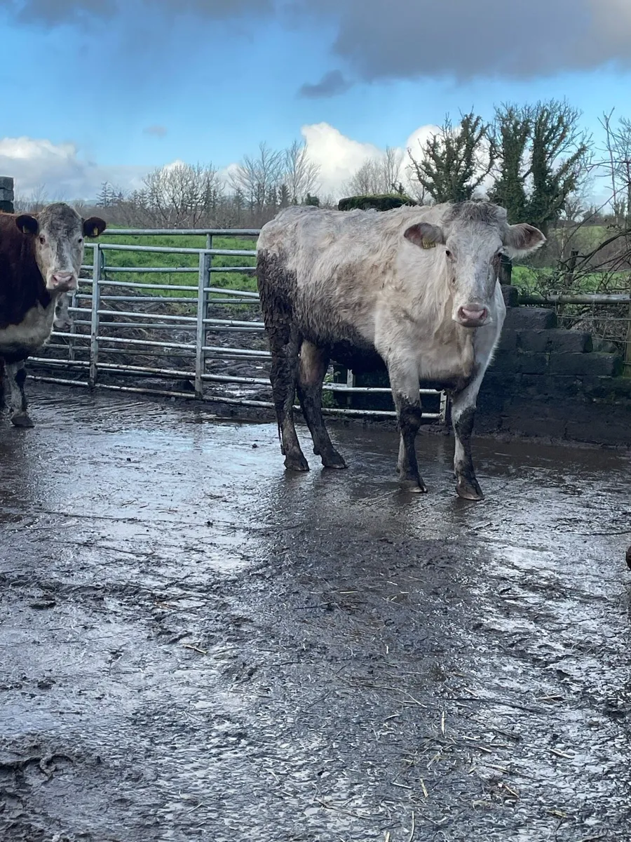 Shorthorn Incalf heifer Incalf to ai wagyu bull - Image 1