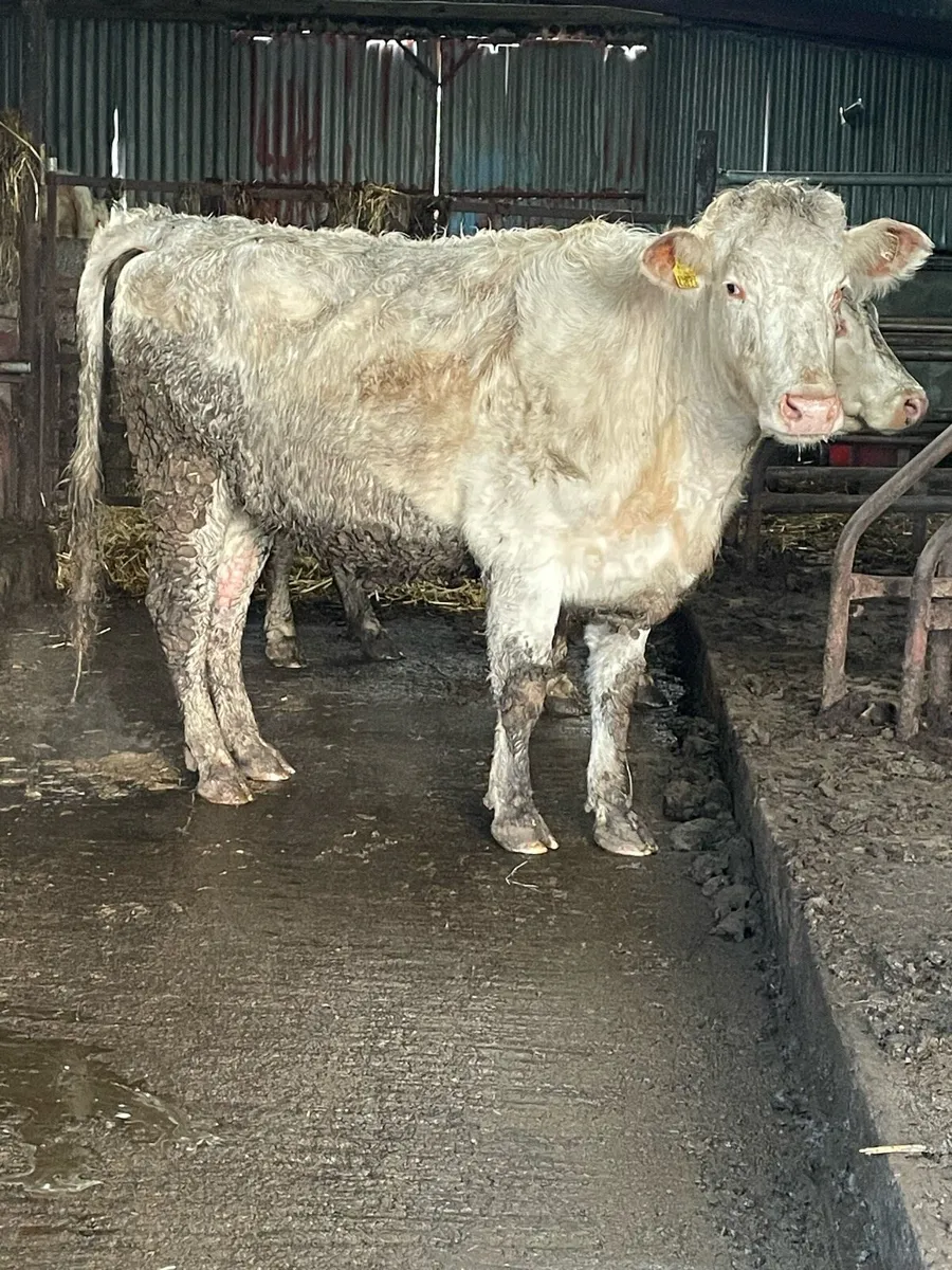 Shorthorn Incalf heifer Incalf to ai wagyu bull - Image 3