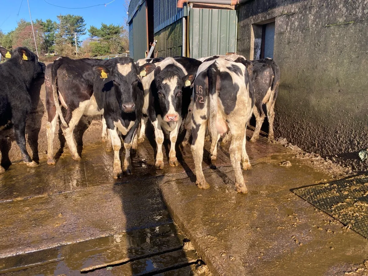 Incalf heifers - Image 1