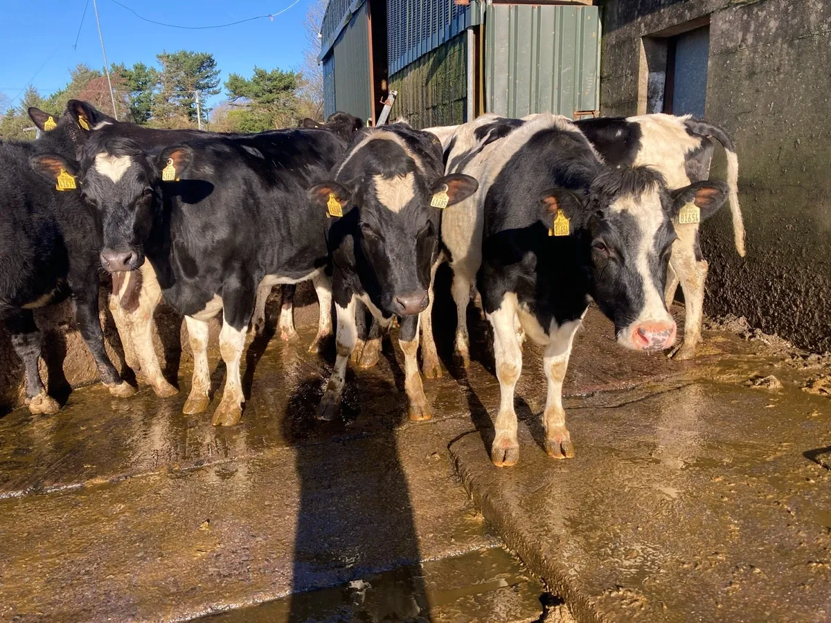 Incalf heifers - Image 2