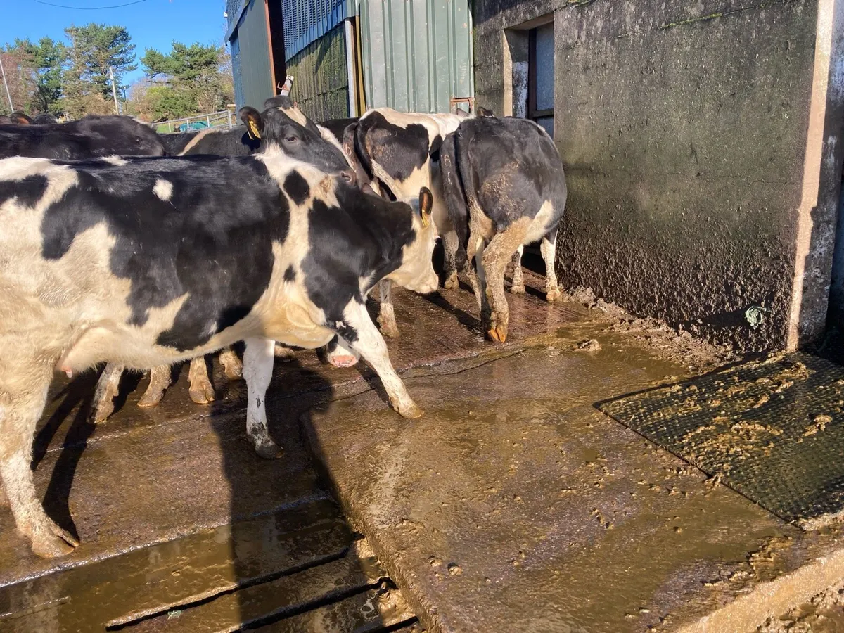 Incalf heifers - Image 4