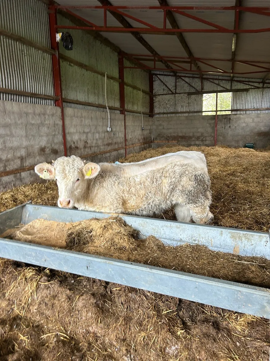 CHX Bull Weanling - Image 2