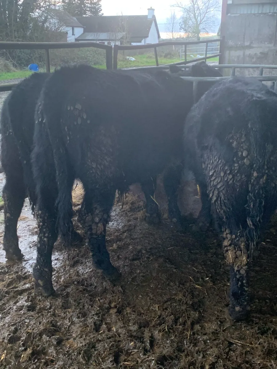 Organic Weanlings Tullow Jan 28th - Image 1