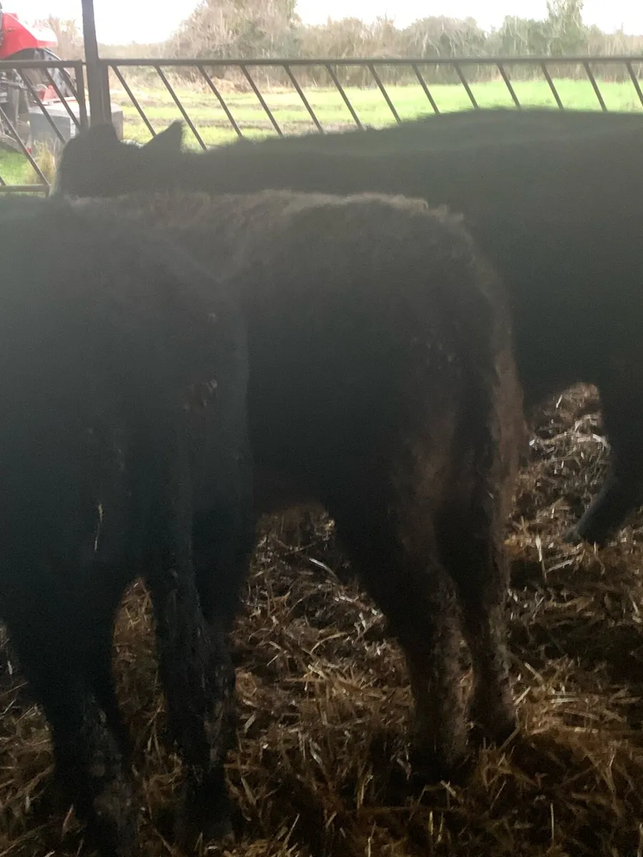 Organic Weanlings Tullow Jan 28th - Image 2