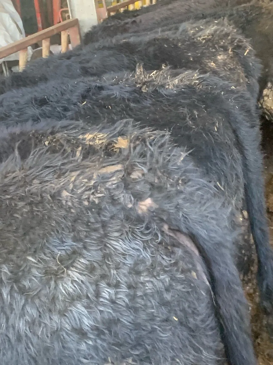 Organic Weanlings Tullow Jan 28th - Image 4