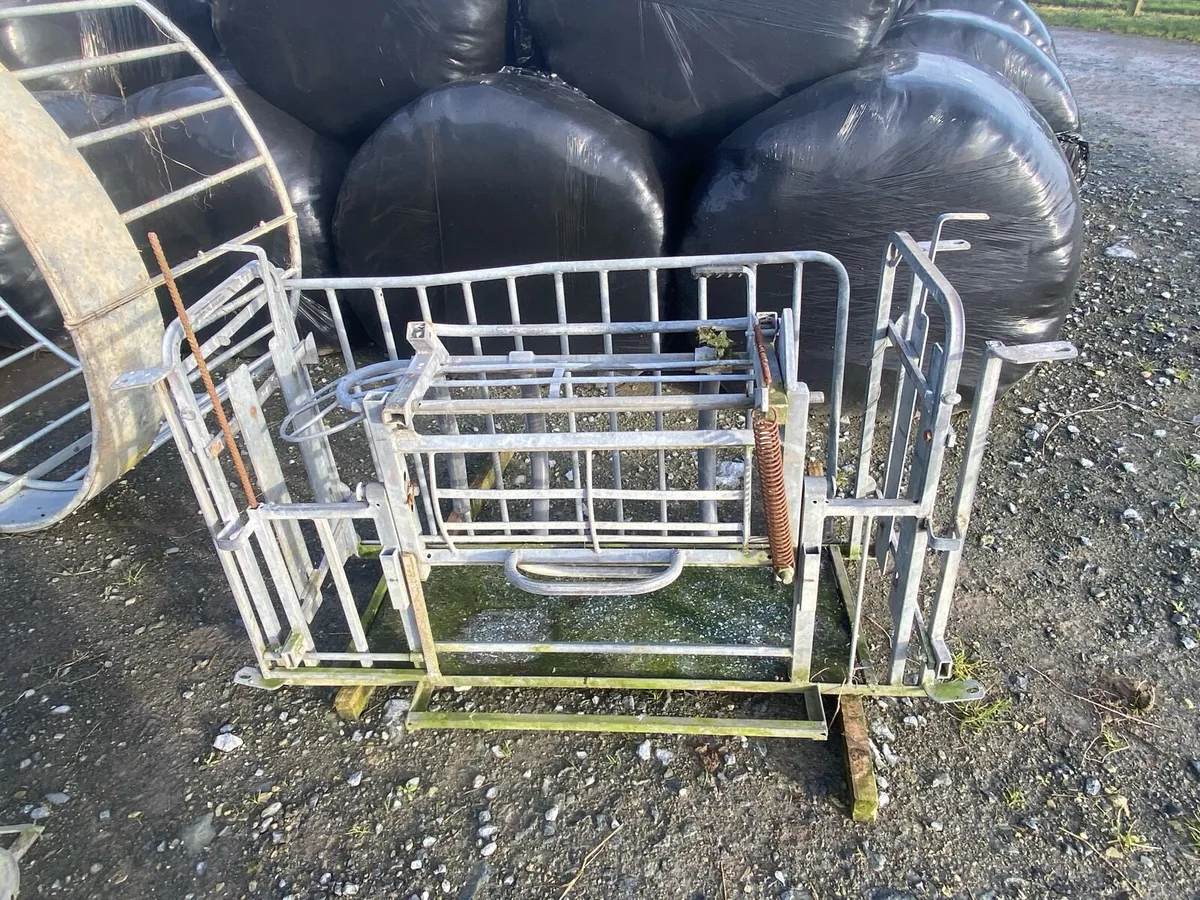 Sheep handling/ feeding equipment - Image 4