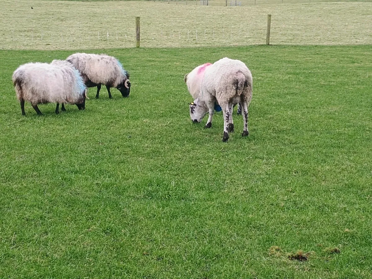 Scanned in lamb ewes - Image 1