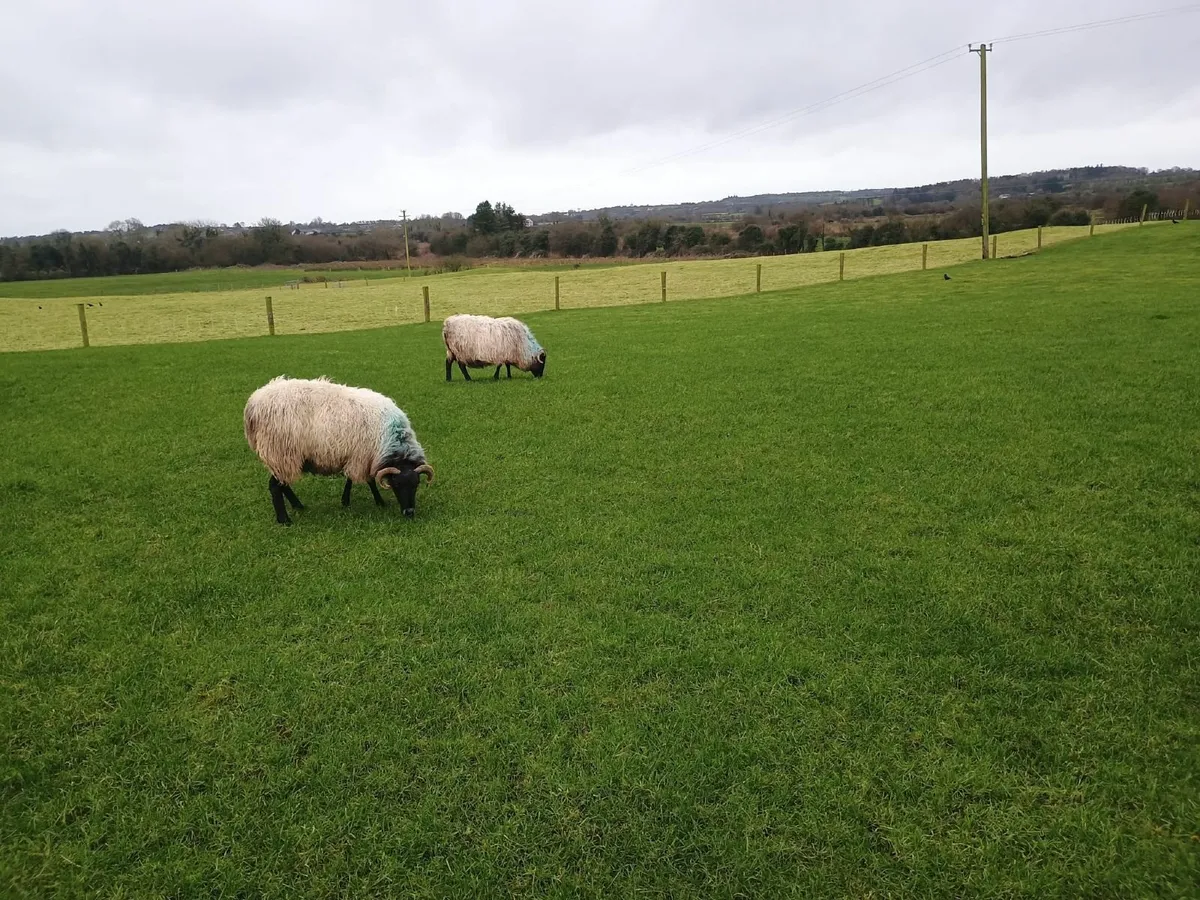 Scanned in lamb ewes - Image 3