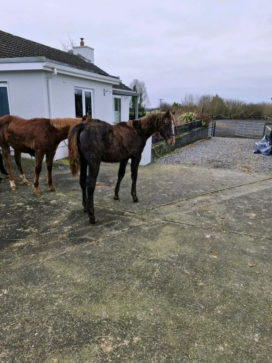 Filly Foal - Image 2