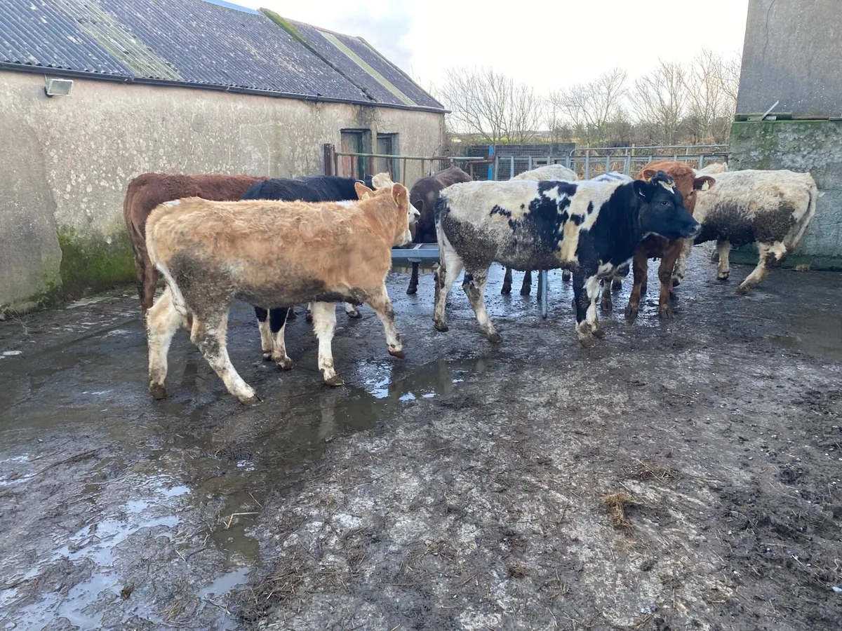 Heilfers CH/BB/LMX - Image 2