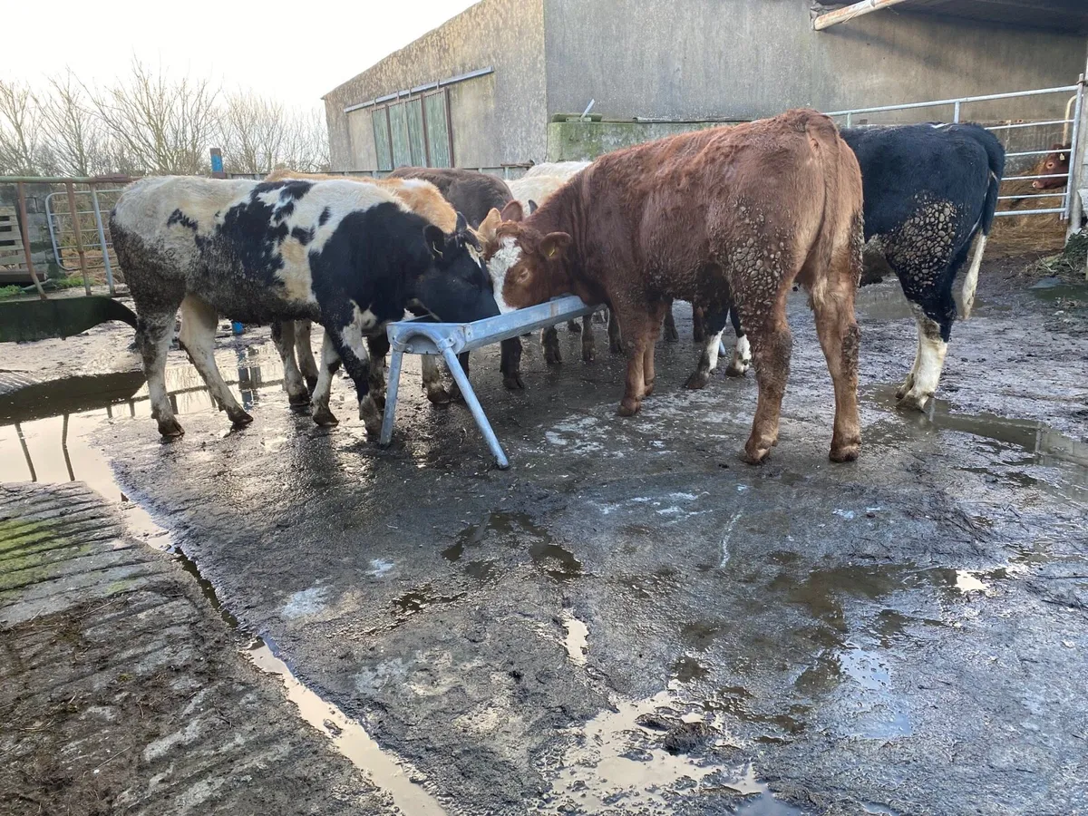 Heilfers CH/BB/LMX - Image 4