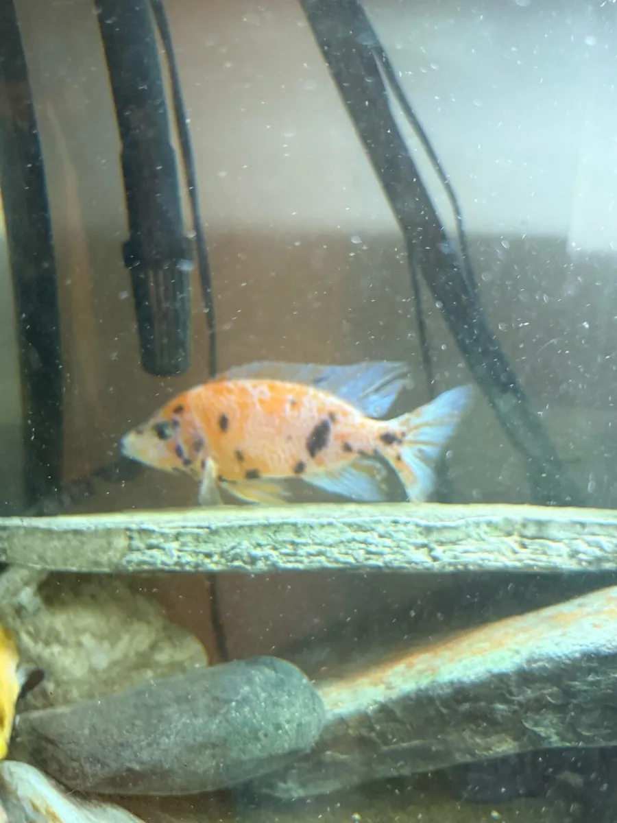 Tropical fish - Image 1