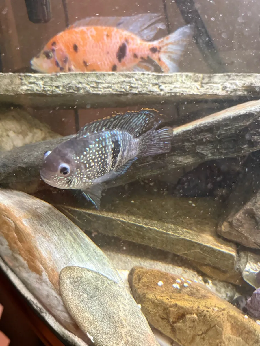 Tropical fish - Image 2