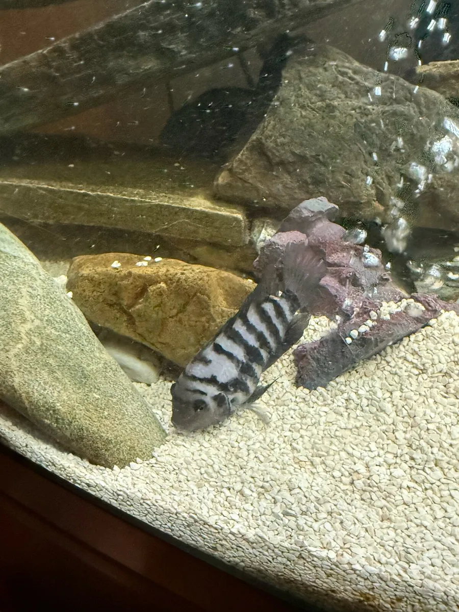 Tropical fish - Image 3