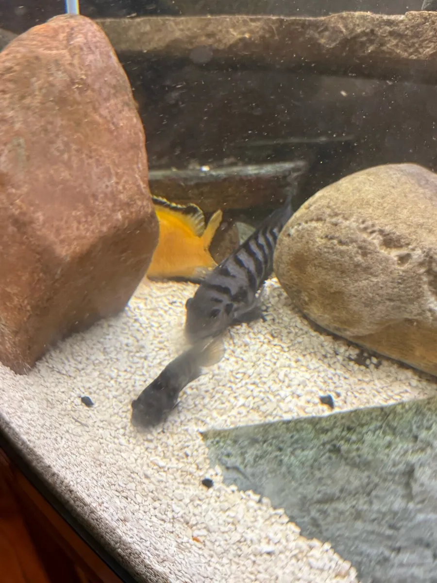 Tropical fish - Image 4