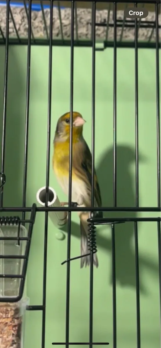 Singing Bird for sale - Image 1