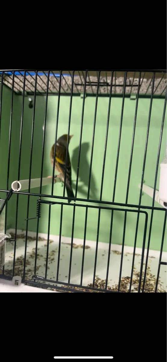 Singing Bird for sale - Image 2