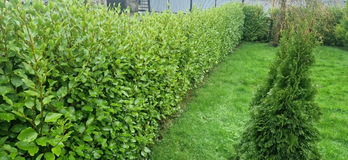griselinia hedge - Image 1