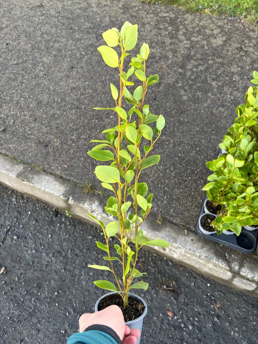 Griselinia hedging - Image 1