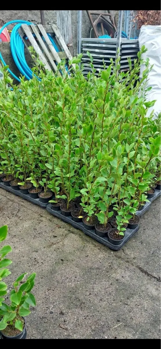 Griselinia hedging - Image 4