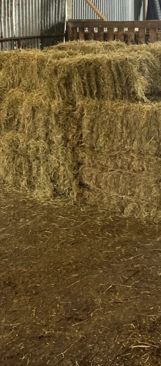 Small square bales of hay - Image 3